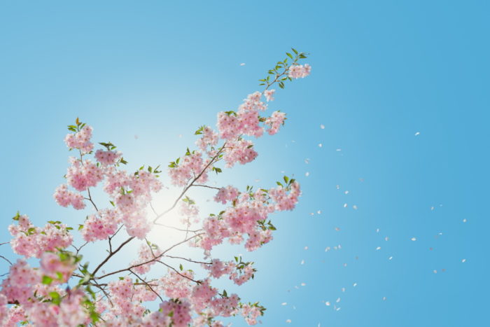 Fomrularz kontaktowy w WordPress, a w tle kwitnące na różowo drzewo na tle błękitnego nieba